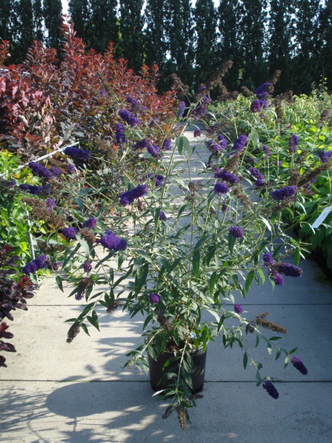 Buddleja davidii i.S.